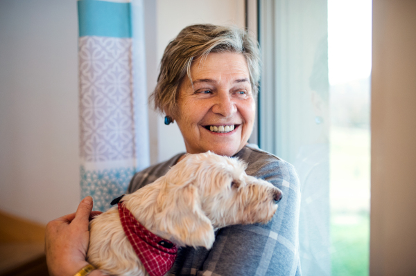 Cheerful senior woman with pet dog indoors at home, relaxing.