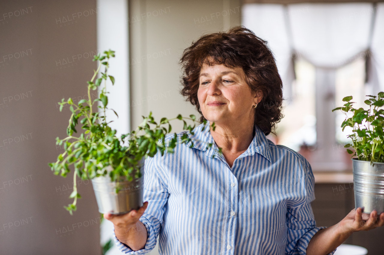 Front view of senior woman in kitchen at home, carrying herbs in pots.