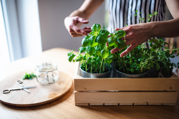 Midsection of unrecognizable woman indoors at home, cutting green herbs.