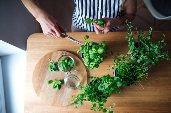 Top view of unrecognizable woman indoors at home, cutting green herbs. Midsection.