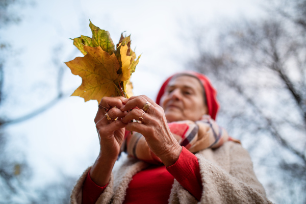 Low angle view of senior woman holding colourful autumn leaves, standing in a park.