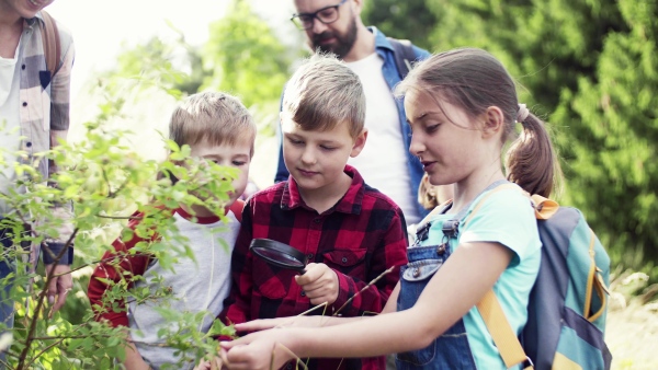 A group of small school children with teacher on field trip in nature, learning science.