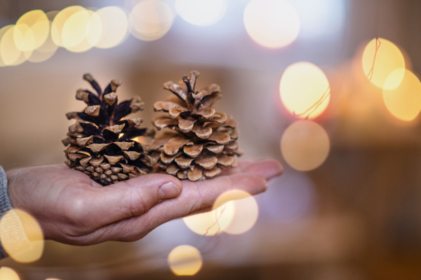 Close-up of hand of mature man indoors at home at Christmas, holding pine cones. Copy space.