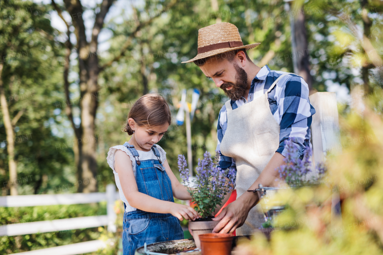 A mature father with small daughter outdoors on family farm, planting herbs.