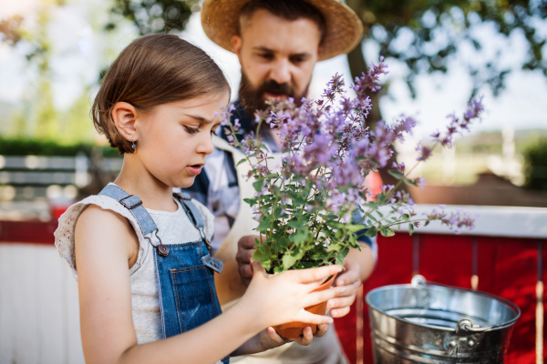 A mature father with small daughter outdoors on family farm, planting herbs.