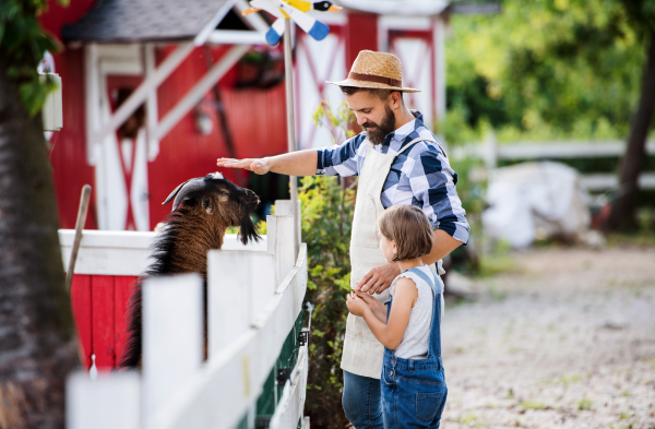 A father with small daughter outdoors on family farm, feeding goat animals.