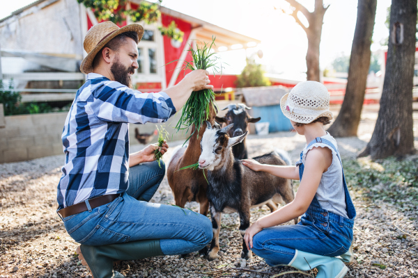 A father with small daughter outdoors on family farm, feeding goat animals.