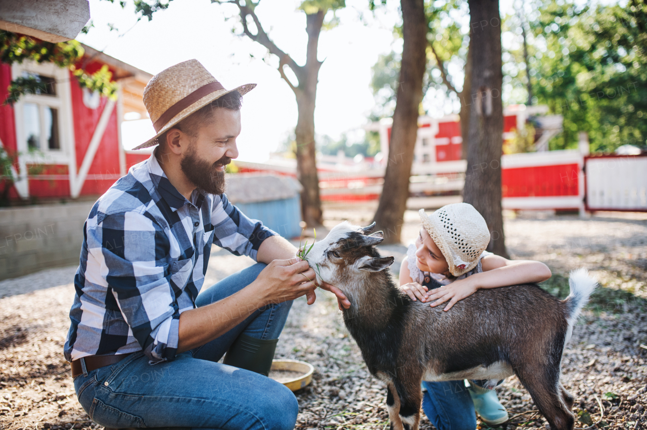 A father with small daughter outdoors on family farm, feeding goat animals.