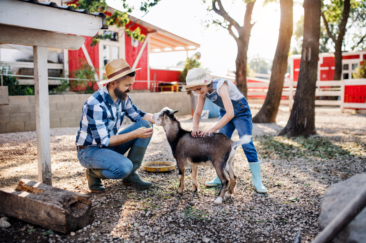 A father with small daughter outdoors on family farm, feeding goat animals.