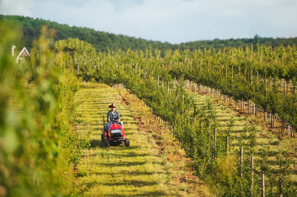 A front view of mature farmer driving mini tractor outdoors in orchard.