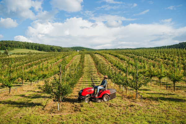 A side view of mature farmer driving mini tractor outdoors in orchard.