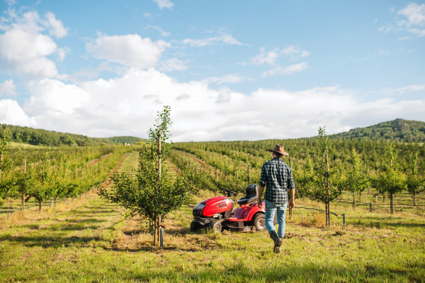 A rear view of farmer walking outdoors towards mini tractor in orchard.