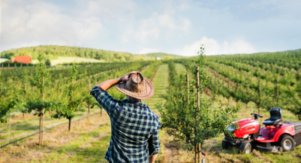 A rear view of farmer walking outdoors towards mini tractor in orchard.