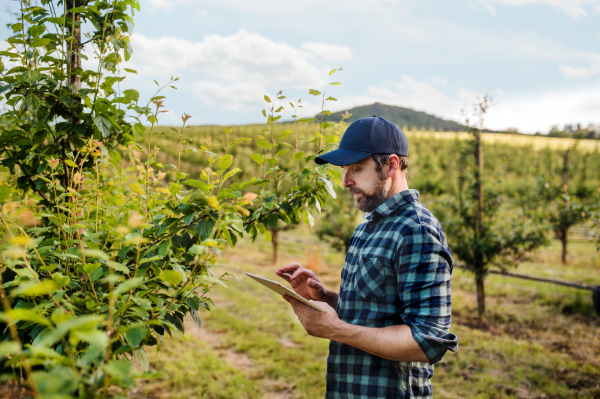 A side view of mature farmer standing outdoors in orchard, using tablet.