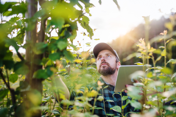 A serious mature farmer with tablet standing outdoors in orchard at sunset.