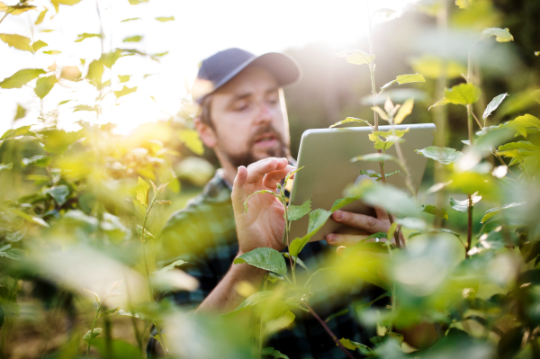 A front view of mature farmer standing outdoors in orchard, using tablet.