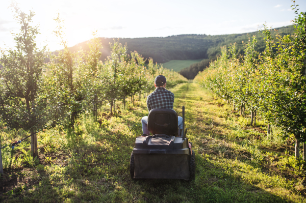 A rear view of mature farmer driving mini tractor outdoors in orchard.