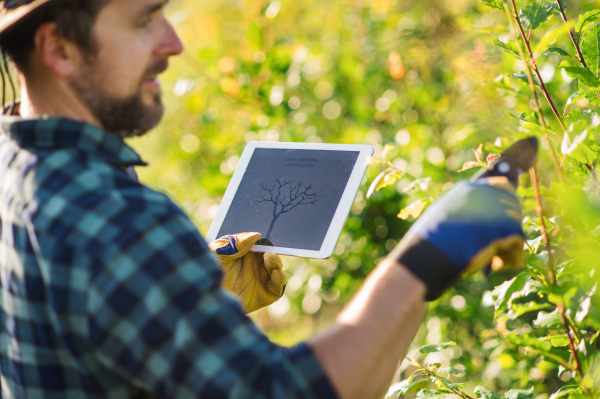 A mature farmer with tablet standing outdoors in orchard, trimming trees.