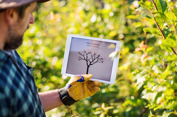 A rear view of mature farmer with tablet standing outdoors in orchard, trimming trees.