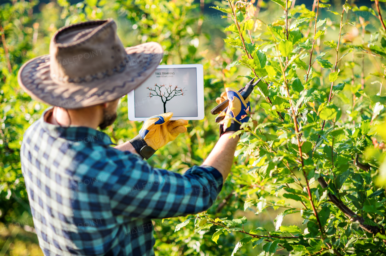 A rear view of mature farmer with tablet standing outdoors in orchard, trimming trees.