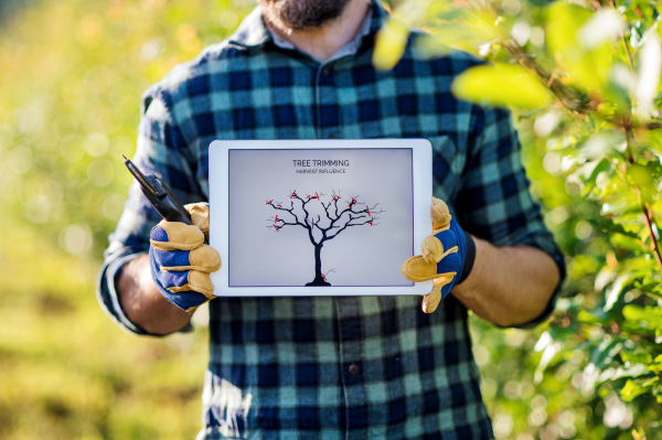 A midsection of farmer with tablet standing outdoors in orchard, trimming trees.