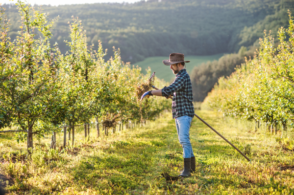 A mature farmer with hat working in orchard at sunset. Copy space.