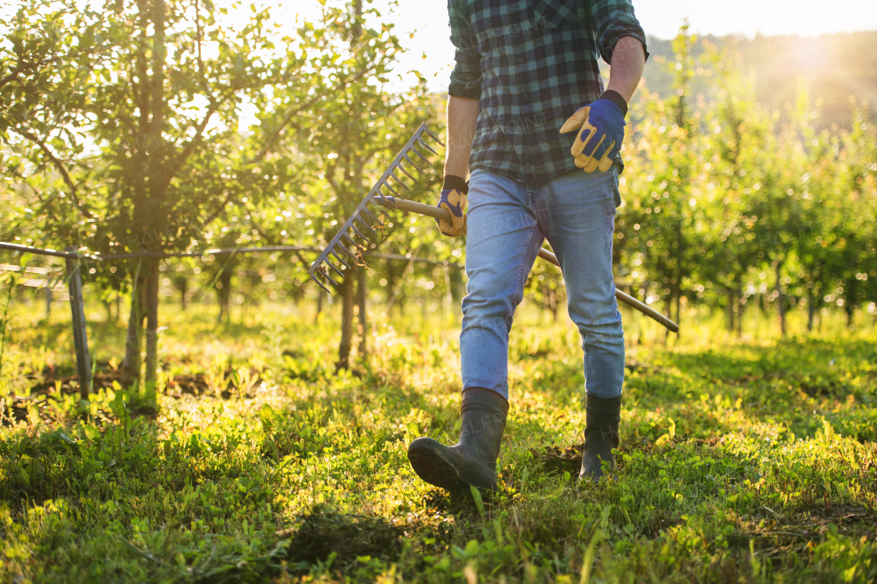 A midsection of mature farmer walking outdoors in orchard. A copy space.