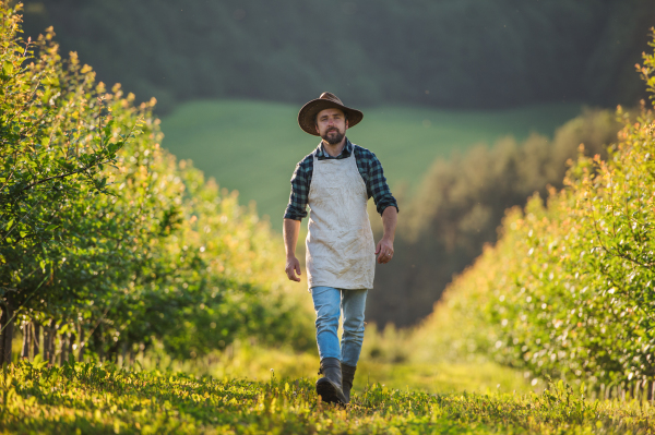 A front view of mature farmer walking outdoors in orchard. A copy space.