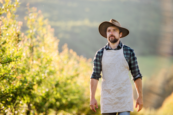 A front view of mature farmer walking outdoors in orchard. A copy space.