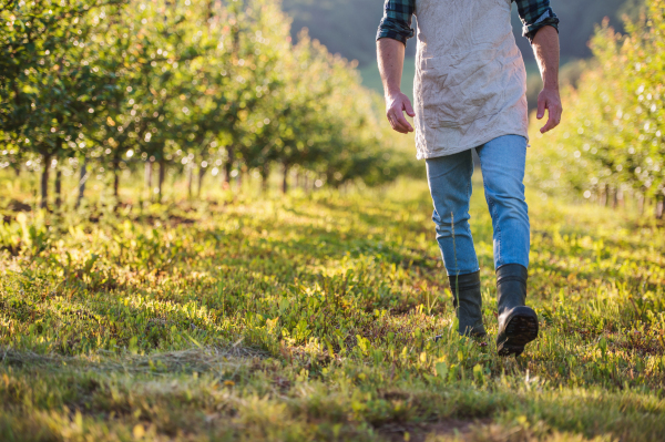 A midsection of mature farmer walking outdoors in orchard. A copy space.