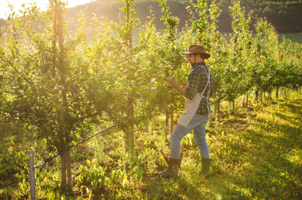 A mature farmer with hat and apron working in orchard at sunset. Copy space.