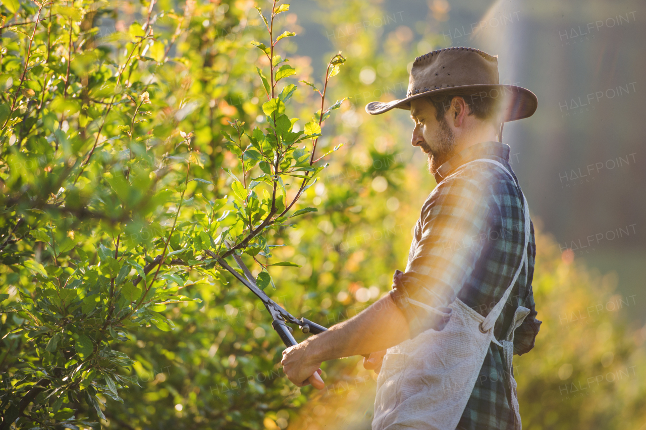 A side view of mature farmer with scissors standing outdoors in orchard, trimming trees.