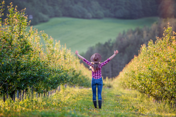 A rear view of female farmer with a hat standing outdoors in orchard, arms stretched.