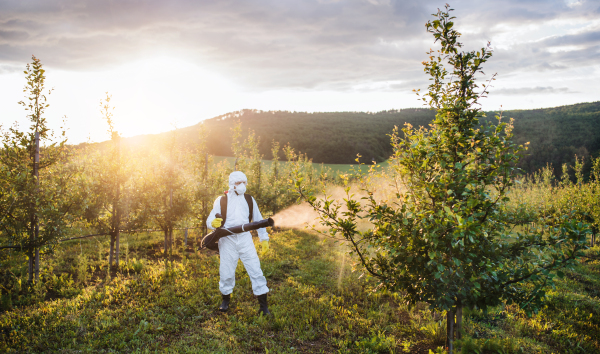 A farmer in protective suit walking outdoors in orchard at sunset, using pesticide chemicals.