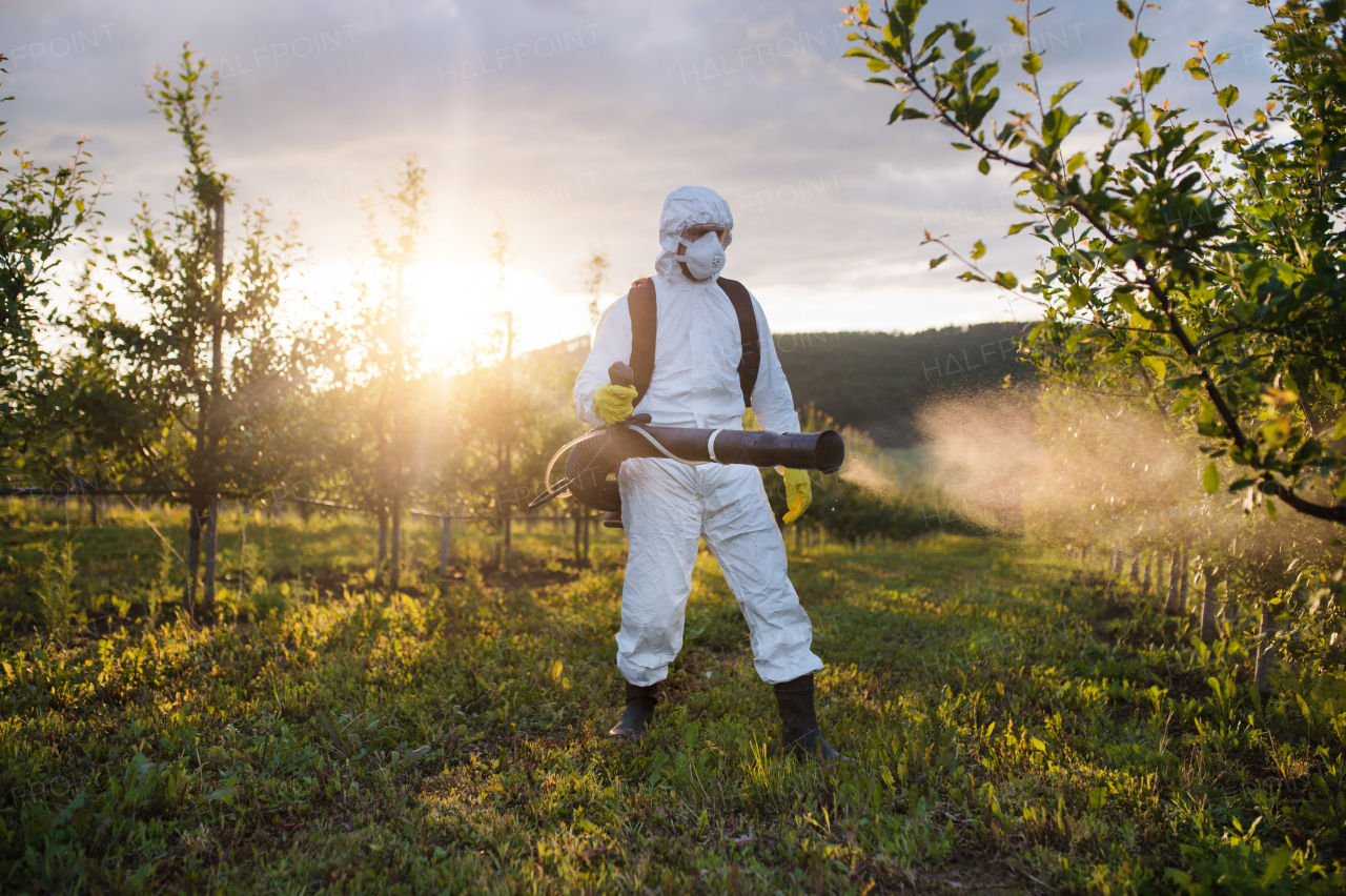 A farmer in protective suit walking outdoors in orchard at sunset, using pesticide chemicals.