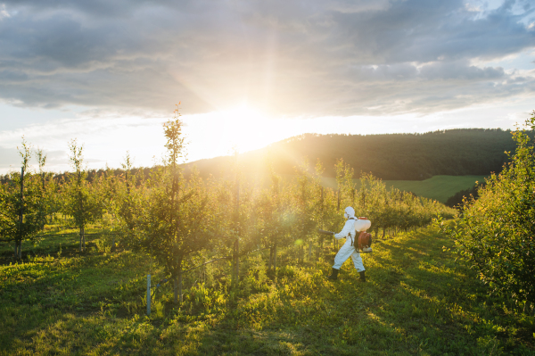 A farmer in protective suit walking outdoors in orchard at sunset, using pesticide chemicals.