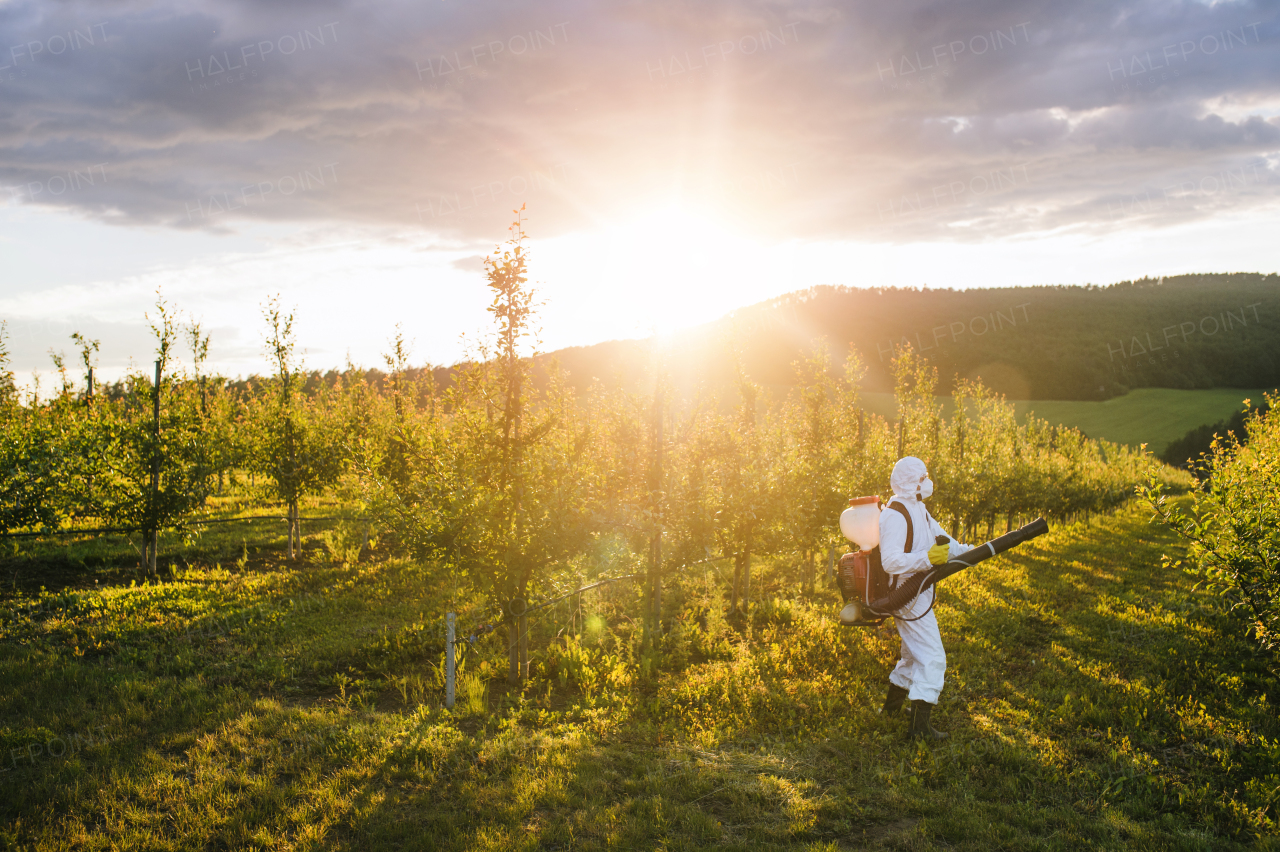 A farmer in protective suit walking outdoors in orchard at sunset, using pesticide chemicals.