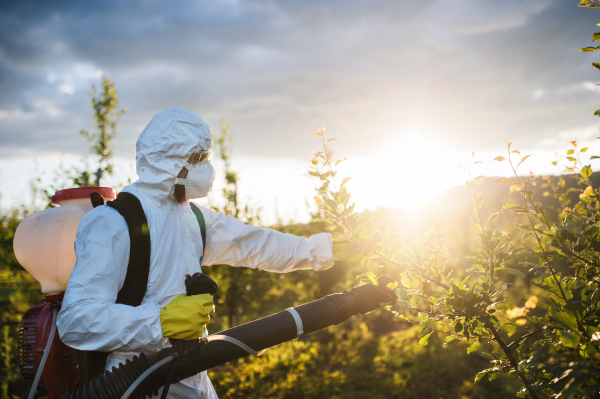 A farmer in protective suit walking outdoors in orchard at sunset, using pesticide chemicals.