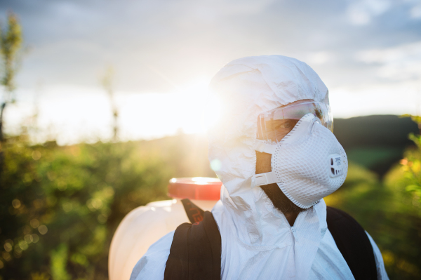 A farmer in protective suit walking outdoors in orchard at sunset, using pesticide chemicals.