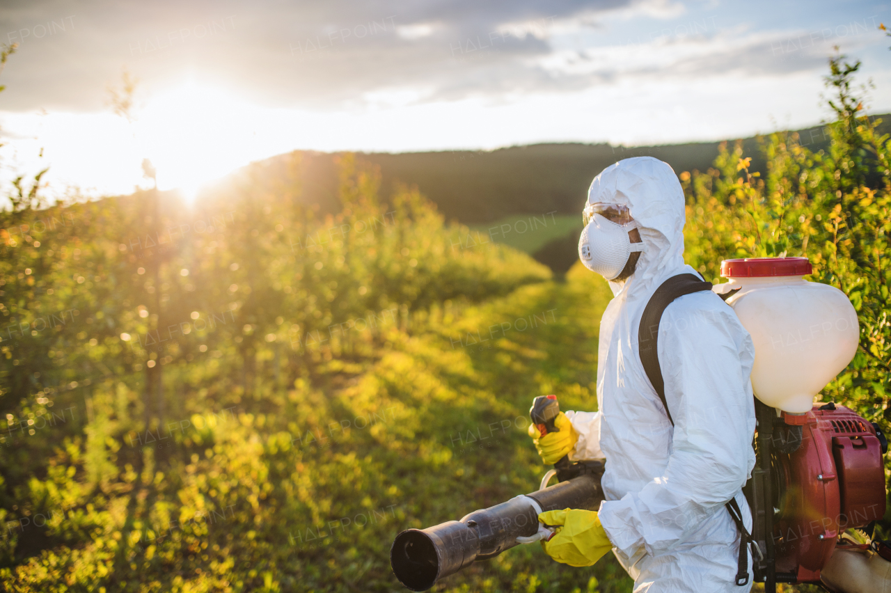 A farmer in protective suit walking outdoors in orchard at sunset, using pesticide chemicals.