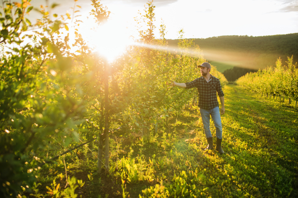 A mature farmer walking outdoors in orchard at sunset. A copy space.