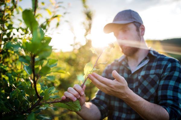 A mature farmer with a cap working in orchard at sunset.