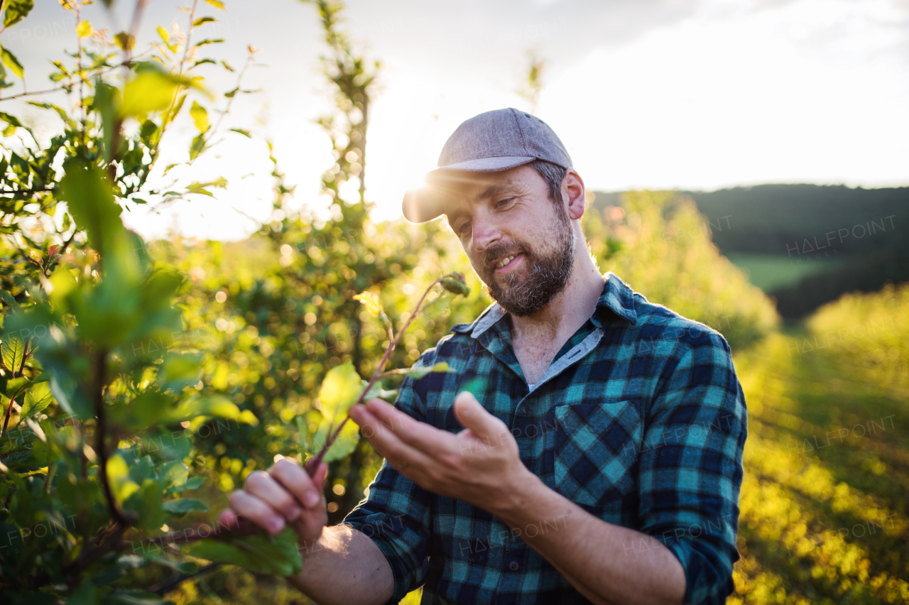 A happy mature farmer working in orchard at sunset. Copy space.