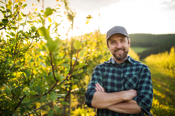 A front view of mature farmer standing in orchard at sunset, arms crossed. Copy space.