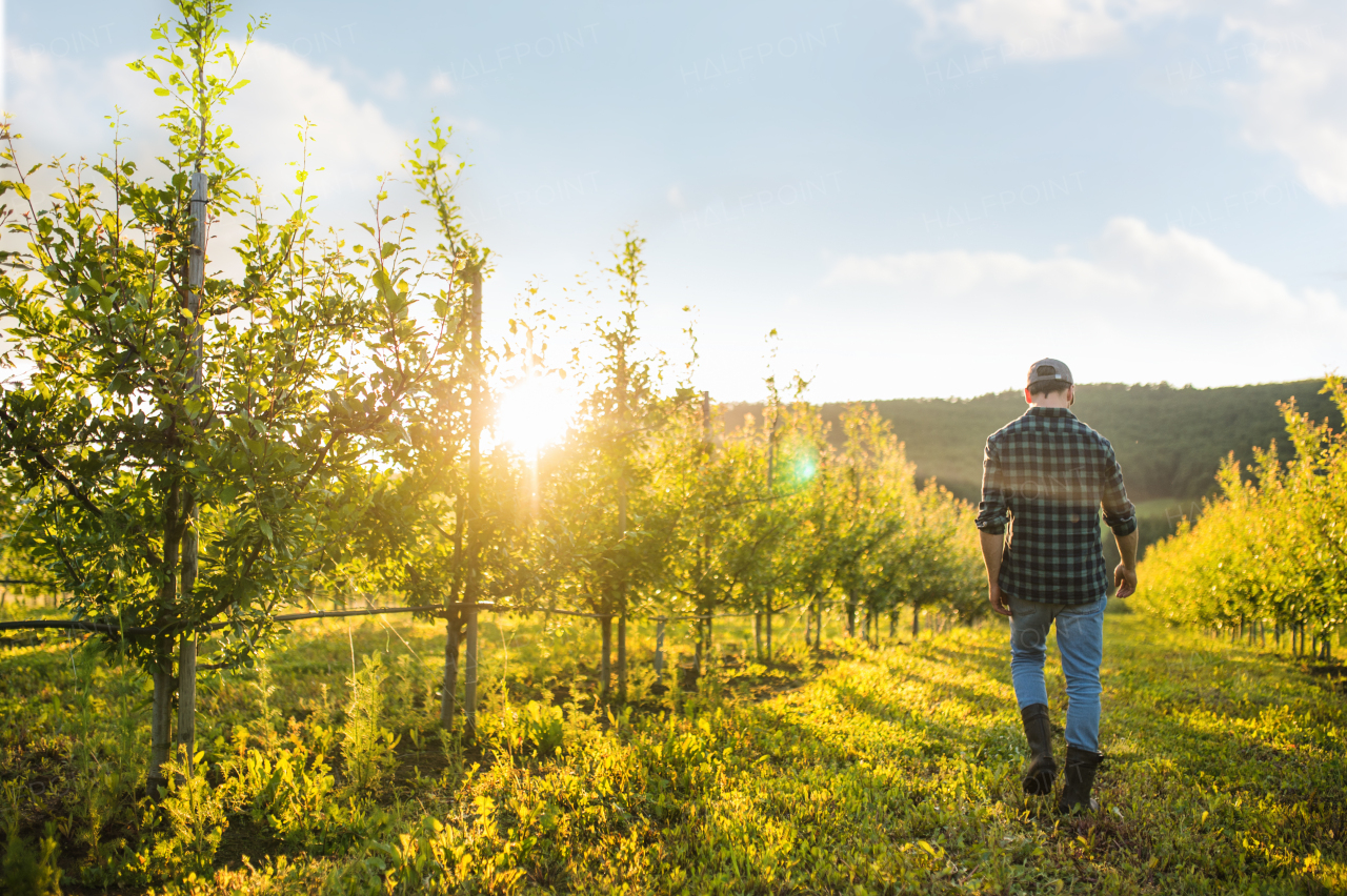 A rear view of farmer walking outdoors in orchard at sunset. A copy space.