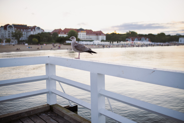 Side view of a seagull standing on pier by sea at sunset.