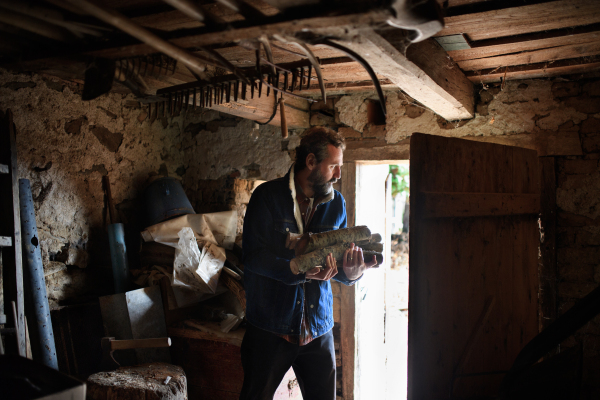 Poor mature man gathering firewood in shed at home, poverty concept.