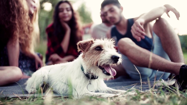 A group of young friends with a dog sitting on grass on a roadtrip through countryside, talking. Slow motion.