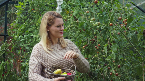 A happy young woman holding basket and picking up homegrown vegetables outdoors in garden.