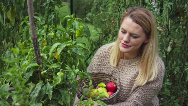 A happy young woman holding basket and picking up homegrown vegetables outdoors in garden.